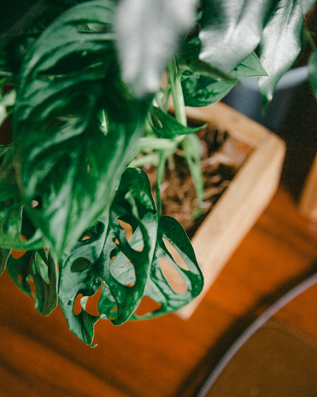 Laptop on a wooden desk beside a green plant